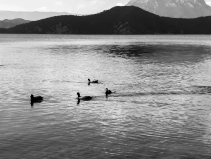 Казино Мидас Мобилно приложение